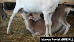 Евакуйовані кози