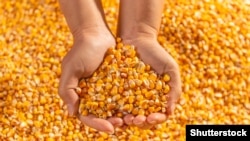 Вантажне судно Alppila з кукурудзою прибуло в іспанський порт Ла-Корунья сьогодні вдосвіта і має бути розвантажене до вівторка