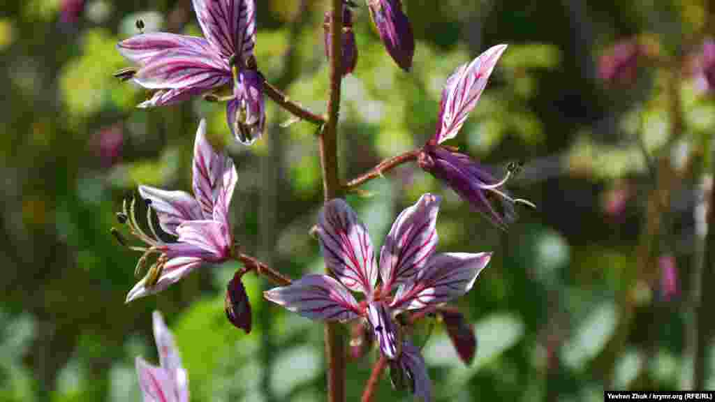 Отруйна рослина ясенець – купина неопалима дорогою на вершину