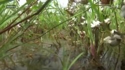 سیند کې سېلاوونو د پنبې فصل ته لوی زیان رسولی