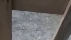 Белый_медведь_в_поселке_Диксон_в_Красноярском_крае.mp4 Белый_медведь_в_поселке_Диксон_в_Красноярском_крае.mp4