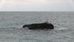 Холодное море и пустая набережная: Форос в начале весны (видео) Холодное море и пустая набережная: Форос в начале весны (видео)