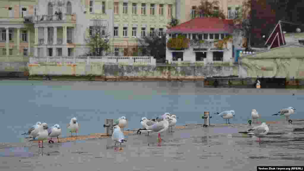 На набережній Клокачова настовбурчивши пір'я сидять чайки