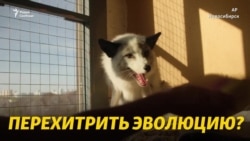 «Очень пушистый и домашний»: как ученые из России ускорили эволюцию (видео) «Очень пушистый и домашний»: как ученые из России ускорили эволюцию (видео)
