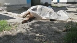 Лама ё гӯсола? Баҳси фавти ҷонварон дар Боғи ҳайвоноти Душанбе Лама ё гӯсола? Баҳси фавти ҷонварон дар Боғи ҳайвоноти Душанбе