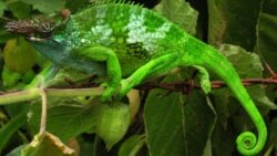 Тема недели: Адаптация Тема недели: Адаптация