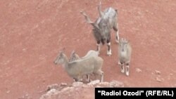 Морхурҳо дар чанд ноҳияи Тоҷикистон сукунат