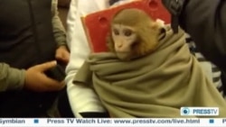 Iranian TV Airs Footage Of 'Space Monkey' Iranian TV Airs Footage Of 'Space Monkey'