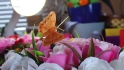 «Мне приятно окружать себя красотой» – Гульзар Абдулкадырова о своем увлечении собирать букеты (видео) «Мне приятно окружать себя красотой» – Гульзар Абдулкадырова о своем увлечении собирать букеты (видео)