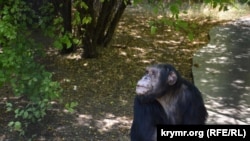 Шимпанзе в сафари-парке «Тайган». Белогорск, август 2017 года