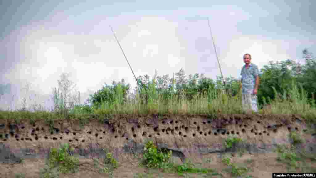 На високих берегах – колонії ластівок