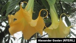 Цветы El Borrachero, или Бурунданга обыкновенная