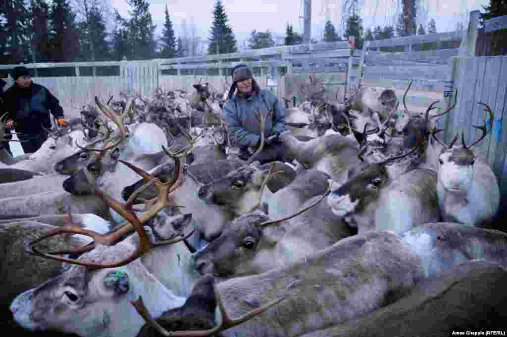 Inside the corral, it's heavy work. Some reindeer are vaccinated against parasites and released. 
