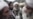 Taliban Violence Creating Social Revolution Among Pashtuns