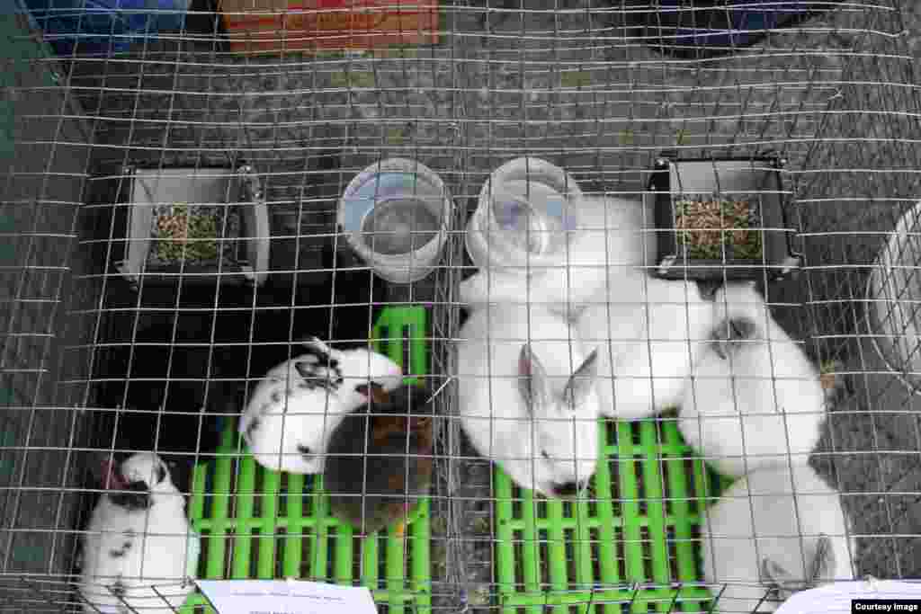 "Братцы-кролики, а что кроме воды ничего не будет сегодня?" 