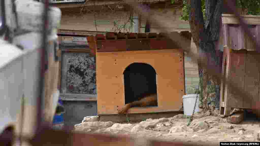 У суворого охоронця зараз «тиха година»