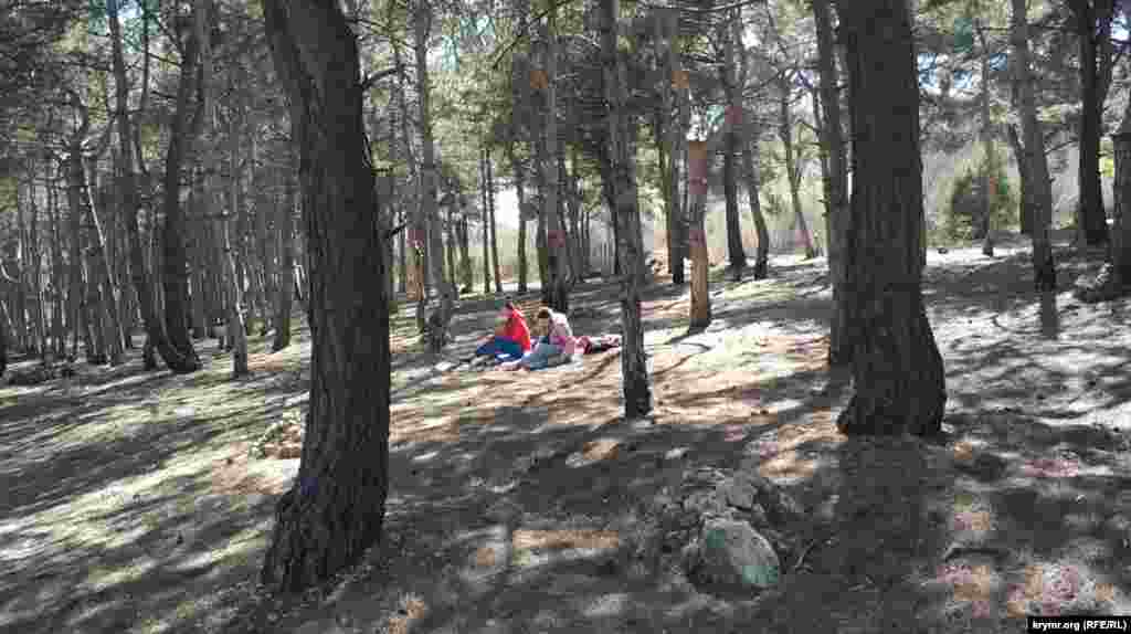 На вершині правого схилу Докового яру в повоєнний час був висаджений сосновий ліс. Такі «легені» Севастополя є у всіх околицях міста. Сьогодні сюди з квартирної самоізоляції тікають севастопольці, щоб подихати свіжим повітрям