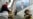 Central Asia: Presidential Families Reach Dizzying Heights