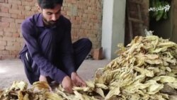 پر صحت د تمباکو د استعمال ناوړه اغېز پر صحت د تمباکو د استعمال ناوړه اغېز