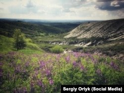 Так называемая меловая флора, фотография сделана в 2017 году