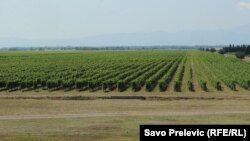 Vinograd državne kompanije Plantaže