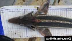 Шип Acipenser nudiventris Lovetsky. Сайт АзНИИРХ