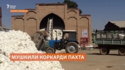 Пахтаи Ҳамадонӣ дар Фархор тоза мешавад ва фоида ҳам дар ҳамон ҷо мемонад Пахтаи Ҳамадонӣ дар Фархор тоза мешавад ва фоида ҳам дар ҳамон ҷо мемонад