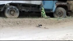 Ҷанги акка ва мор дар Роғун Ҷанги акка ва мор дар Роғун