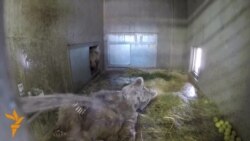 Ду хирси тоҷикистонӣ муқими яке аз боғҳои ҳайвоноти Чехия шуданд Ду хирси тоҷикистонӣ муқими яке аз боғҳои ҳайвоноти Чехия шуданд
