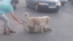 Қатли саг дар дар пеши чашми мардум дар маркази Кӯлоб Қатли саг дар дар пеши чашми мардум дар маркази Кӯлоб