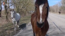 Природа Чорнобиля: прихильна до людини, але вразлива Природа Чорнобиля: прихильна до людини, але вразлива