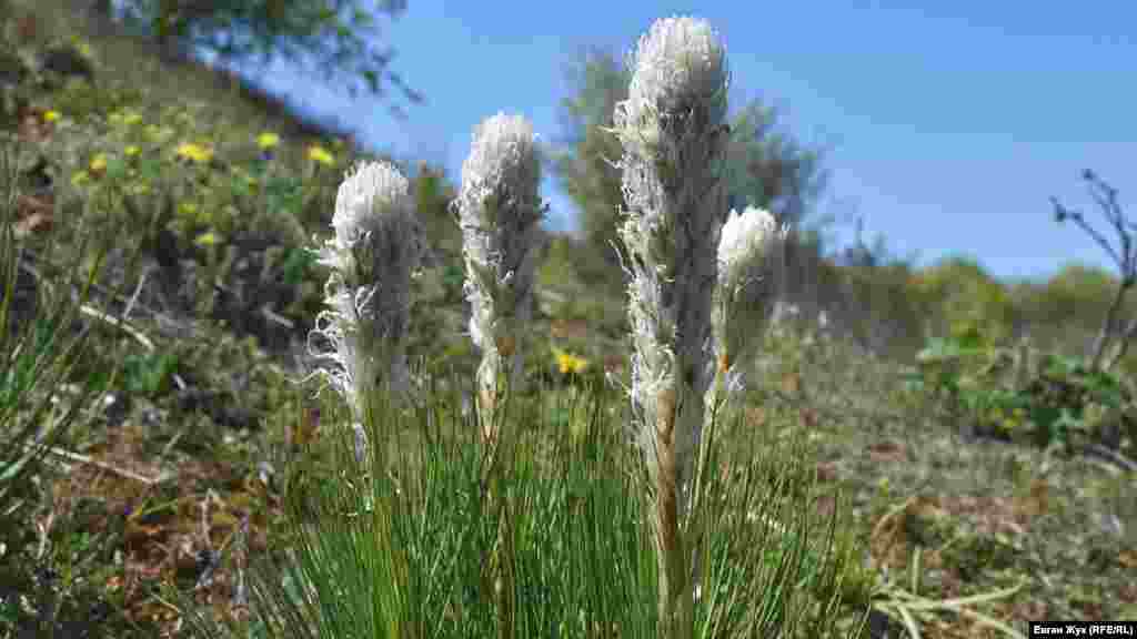 На кам'янистому схилі розквітає асфоделіна кримська