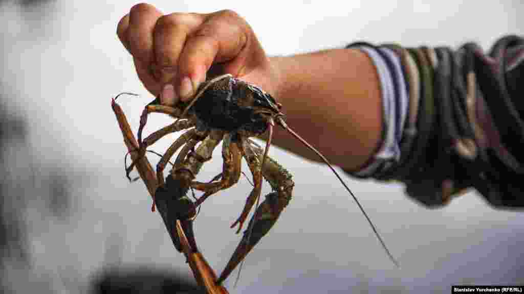 Ловля раків руками – традиційний деснянський промисел