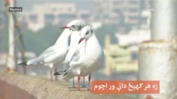 د هند په سورت ښار کې د کوچي مارغانو سېلونه د هند په سورت ښار کې د کوچي مارغانو سېلونه