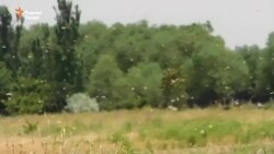 Мақомот гуфтанд, ки малахҳои сер безараранд Мақомот гуфтанд, ки малахҳои сер безараранд