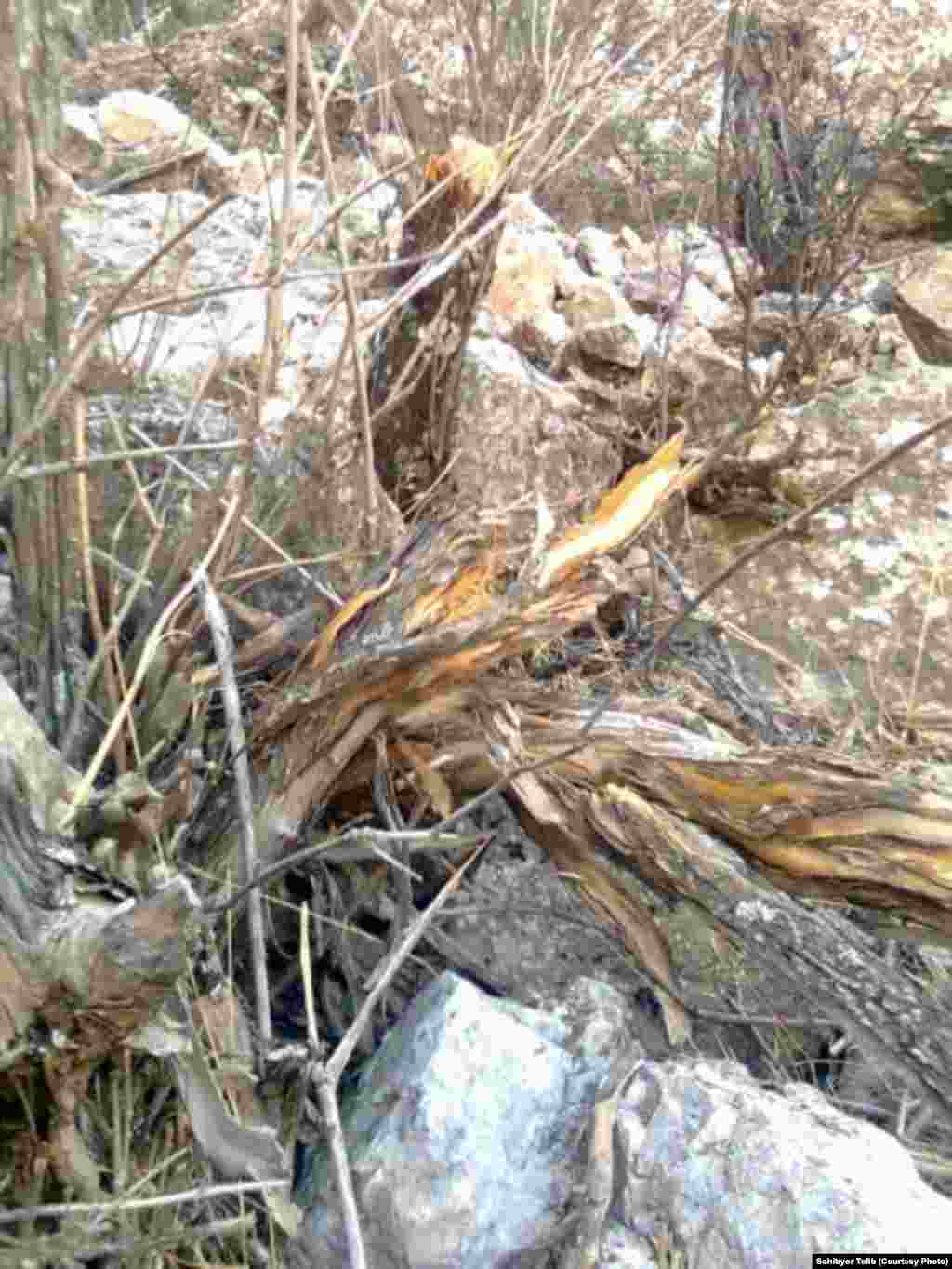 Это то, что осталось от некогда прекрасного миндального дерева. -