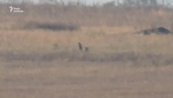 Військові готують запасні позиції поблизу Богданівки – відеорепортаж Військові готують запасні позиції поблизу Богданівки – відеорепортаж