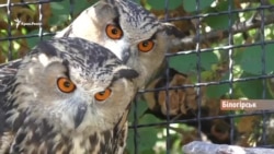 Півострів мовчазного абсурду (відео) Півострів мовчазного абсурду (відео)