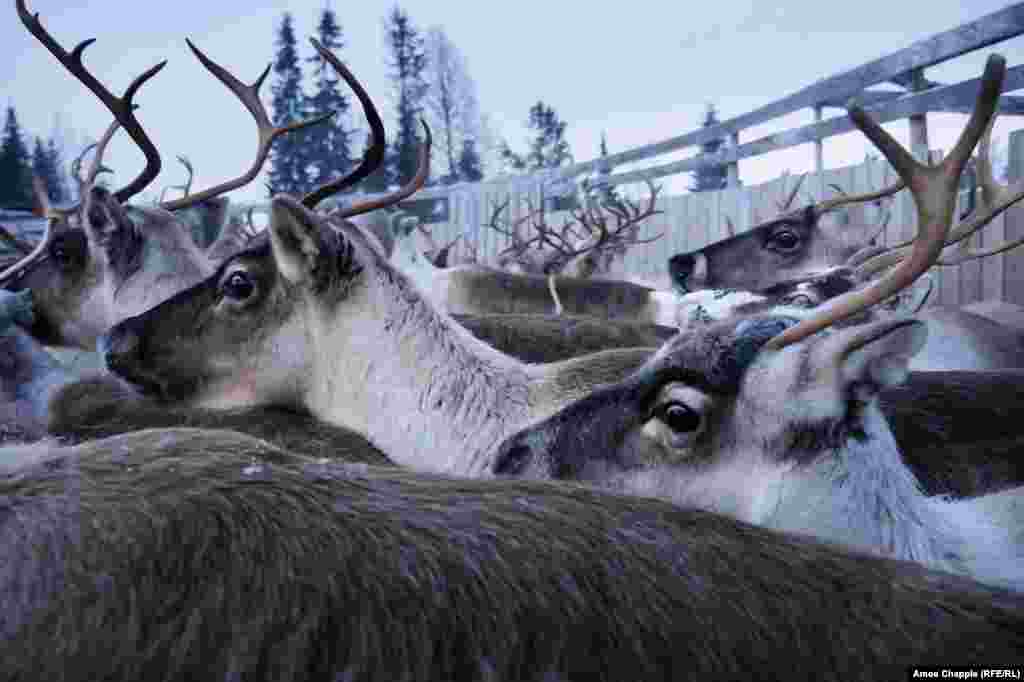 Much of the radiation that fell on Norway has a half-life of 30 years, meaning only half its radioactivity remains today. But Kjell's herd still requires testing.