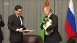 Бердимуҳаммадов ба Путин саги зотӣ туҳфа кард Бердимуҳаммадов ба Путин саги зотӣ туҳфа кард