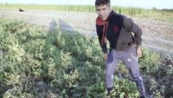 Зиндагӣ дар ҳамсоягӣ бо Толибон Зиндагӣ дар ҳамсоягӣ бо Толибон
