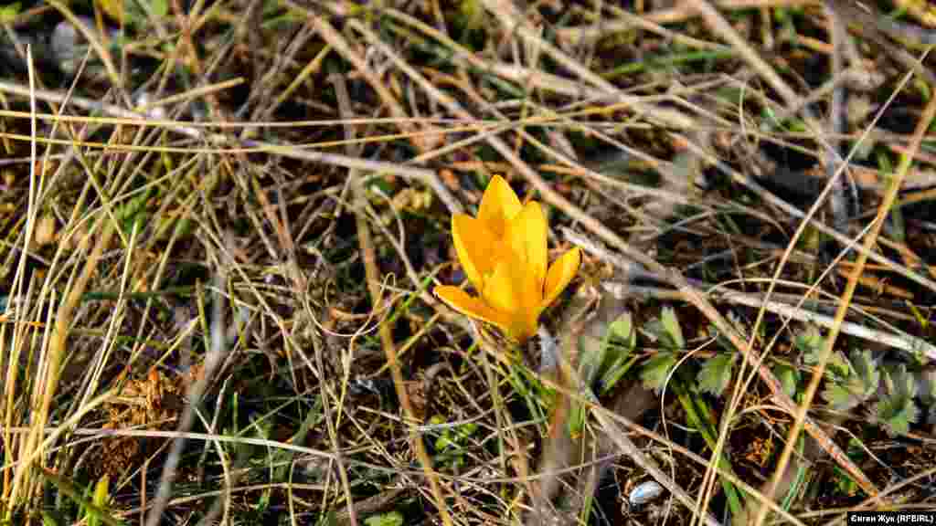 Уже розцвів кримський первоцвіт – крокус вузьколистий