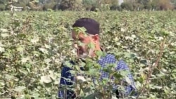 Дар Хатлон қомати пахтаҳо баланд, вале ҳосилашон кам шудааст. Чаро?
 Дар Хатлон қомати пахтаҳо баланд, вале ҳосилашон кам шудааст. Чаро?