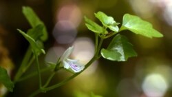 'Svoja na svome': Petrolamium crnojevicii, cvijet crnogorskog krša 'Svoja na svome': Petrolamium crnojevicii, cvijet crnogorskog krša