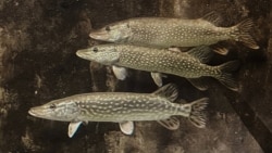 Дунай как смысл и как путь Дунай как смысл и как путь