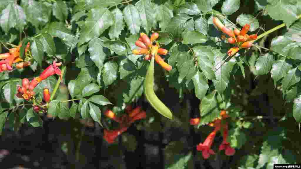 Червоні квіти бегонії. У Криму її можна зустріти чи не на кожному кроці, але як називається рослина – знають далеко не всі