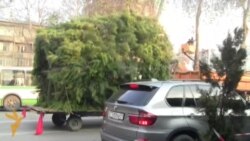 Арчаи солинавиро бо зардолу иваз кунем? Арчаи солинавиро бо зардолу иваз кунем?