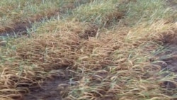 Деҳқоне дар Зафаробод мегӯяд, аз беобӣ азият мекашанд Деҳқоне дар Зафаробод мегӯяд, аз беобӣ азият мекашанд