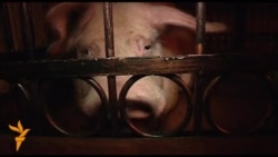 Porcine Football Soothsayer Unveiled In Kyiv
