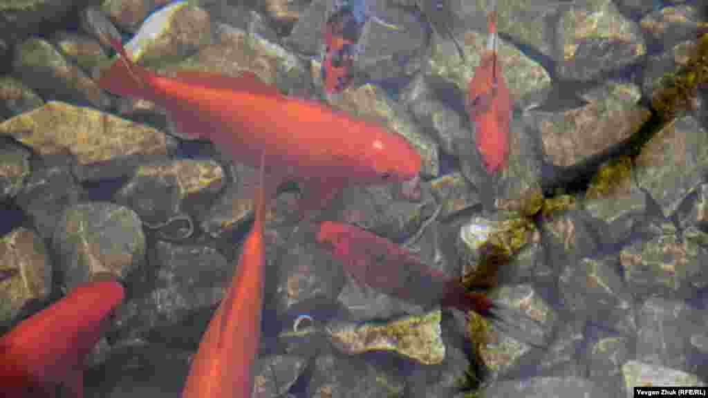 В фонтане живут рыбки, поэтому его часто называют «Фонтан с золотыми рыбками»